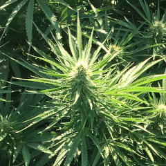 Close up of hemp plant