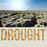 Image of a lone plant in dry soil. Click for drought information