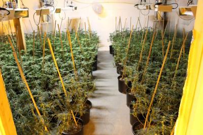 marijuana plants indoor op HC