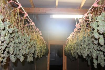Marijuana drying racks